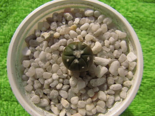 Astrophytumasteriashibridochina11.jpg
