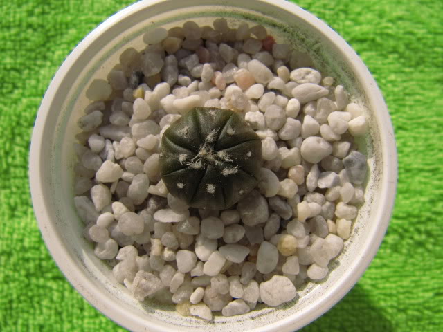 Astrophytumasteriashibridochina12.jpg