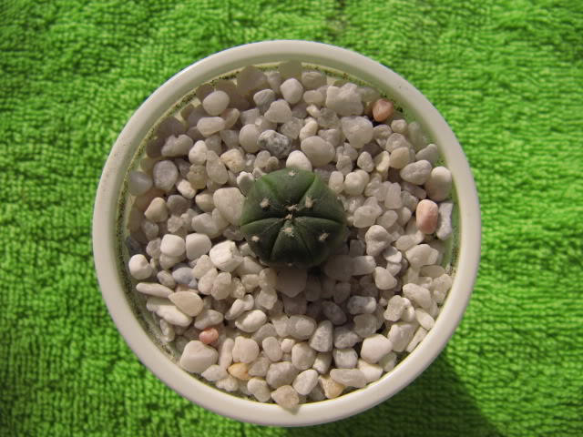 Astrophytumasteriashibridochina2.jpg