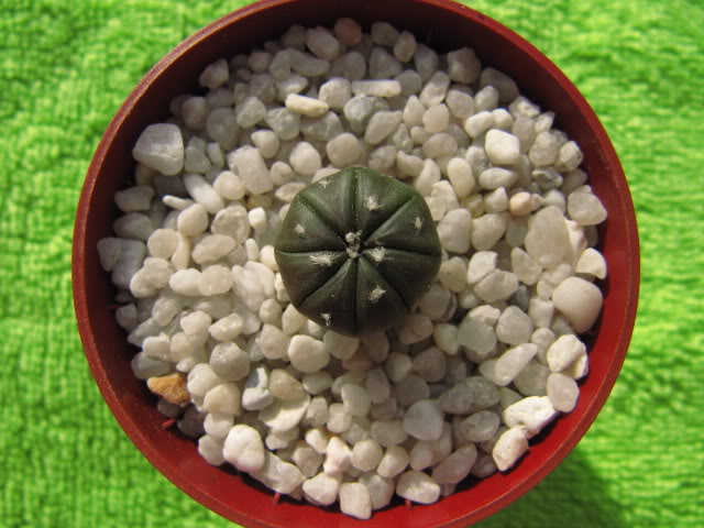 Astrophytumasteriashibridochina3.jpg