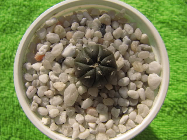 Astrophytumasteriashibridochina4.jpg
