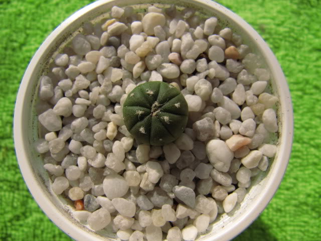 Astrophytumasteriashibridochina5.jpg