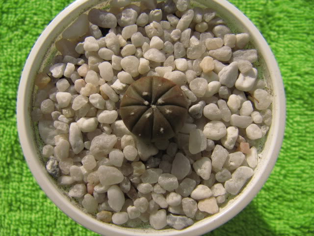 Astrophytumasteriashibridochina7.jpg