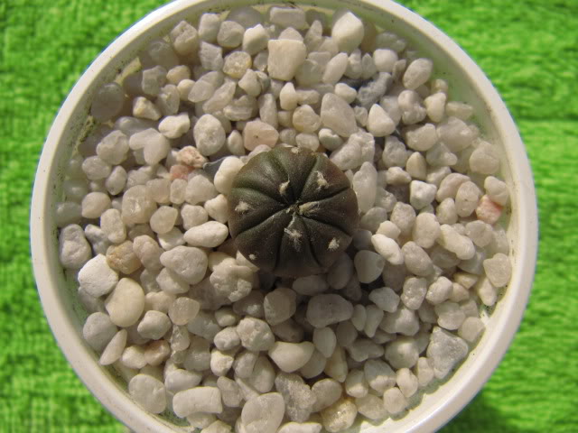 Astrophytumasteriashibridochina8.jpg