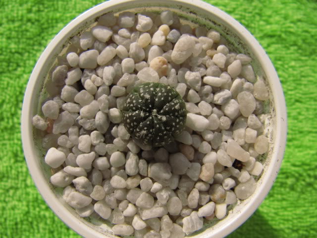 Astrophytumasteriashibridochina9.jpg