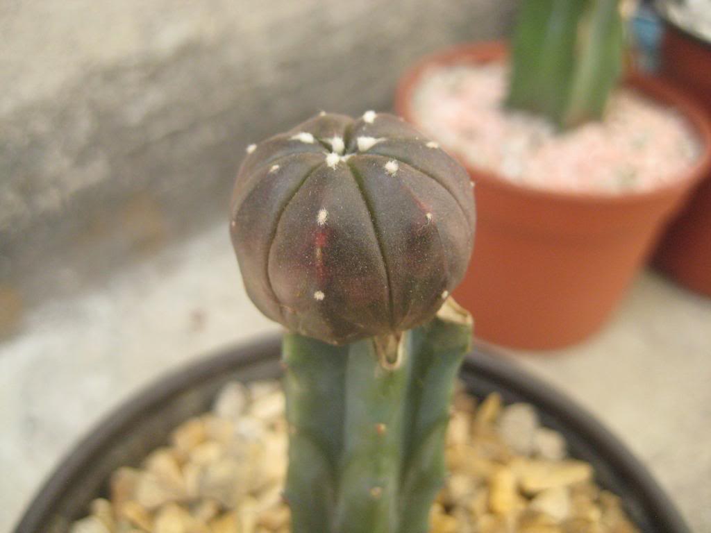 Astrophytumasteriasinjerto2.jpg