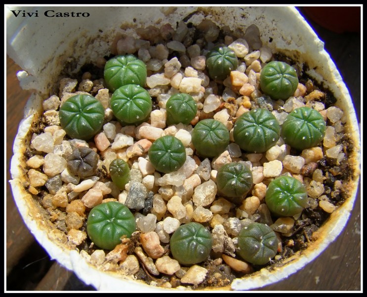 Astrophytumasteriassemb5-2-2011.jpg
