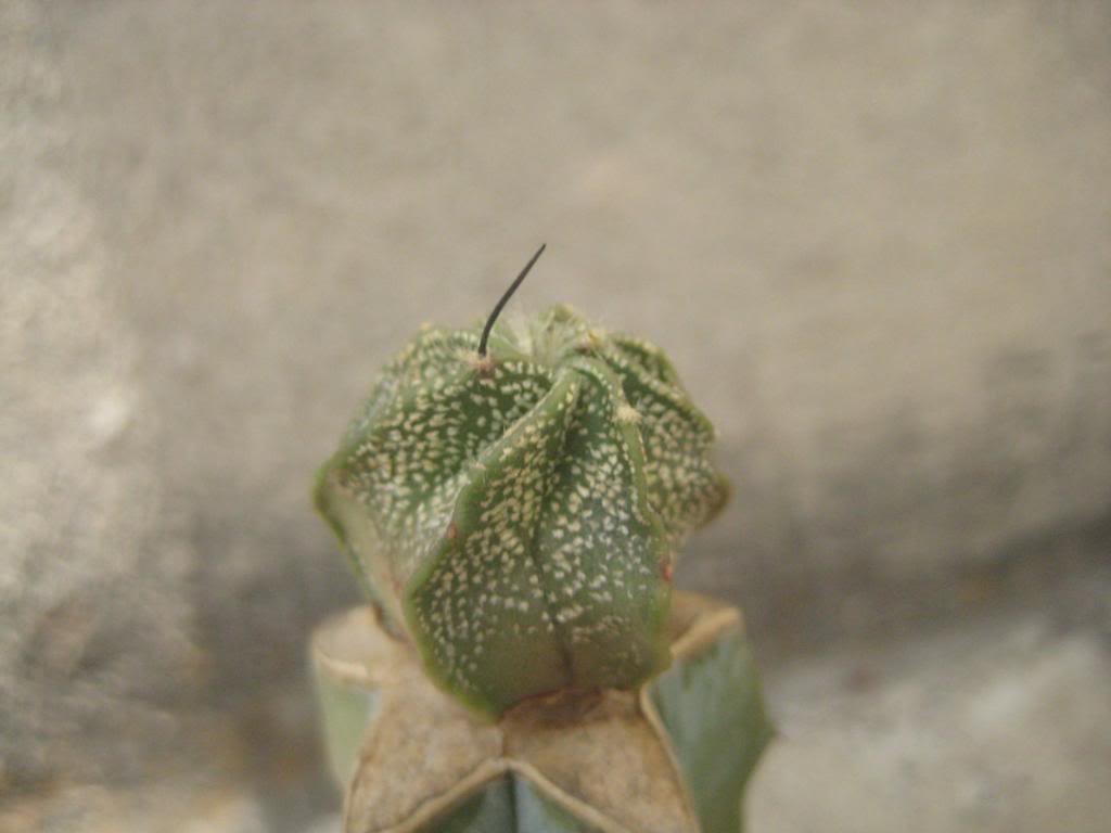 Astrophytumcapricorne2.jpg