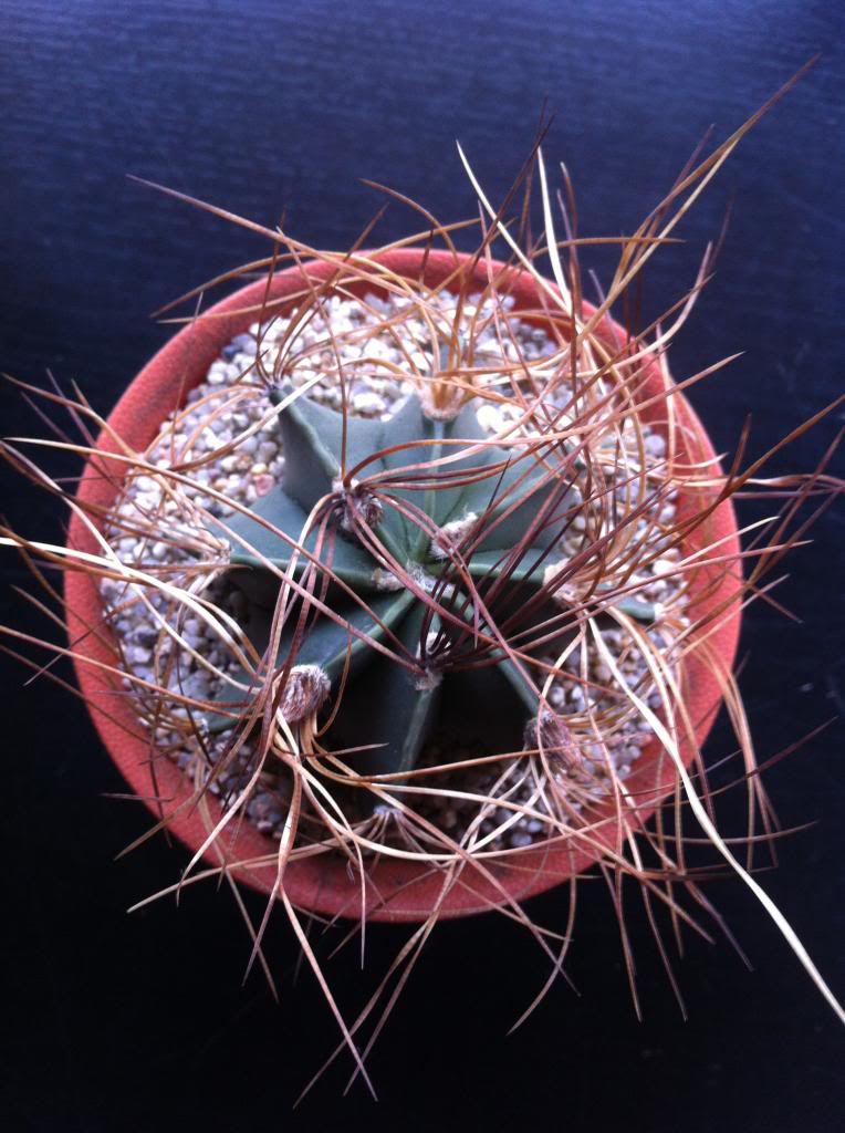 astrophytumcapricornevsenilefaureum_zpsbed21819.jpg