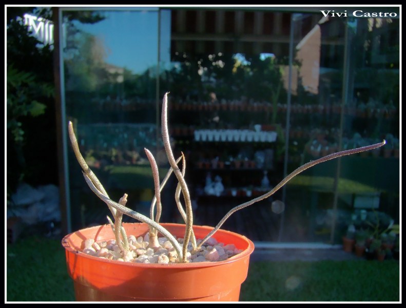 Astrophytumcaput-medusae2-02-2011.jpg