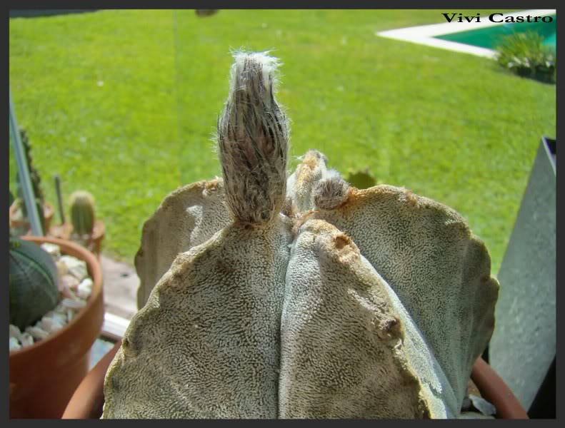 Astrophytumcoahuilense.jpg