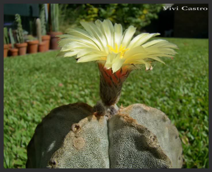 Astrophytumcoahuilense10.jpg