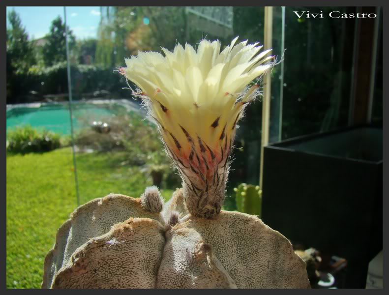 Astrophytumcoahuilense4.jpg