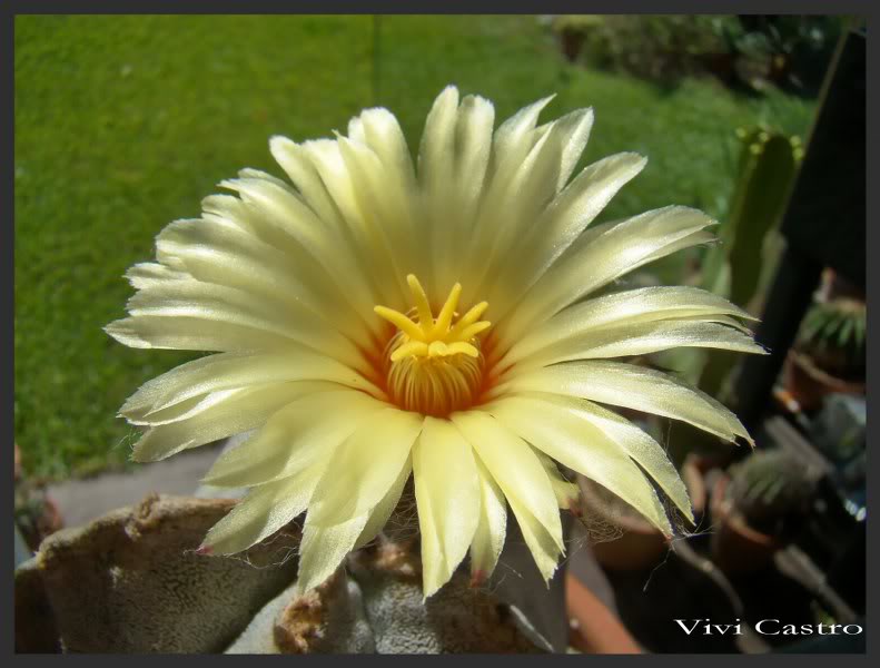 Astrophytumcoahuilense5.jpg