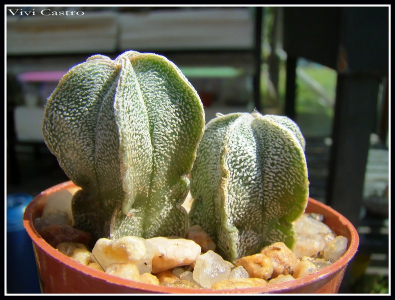 Astrophytumcoahuilense6-12-2009.jpg