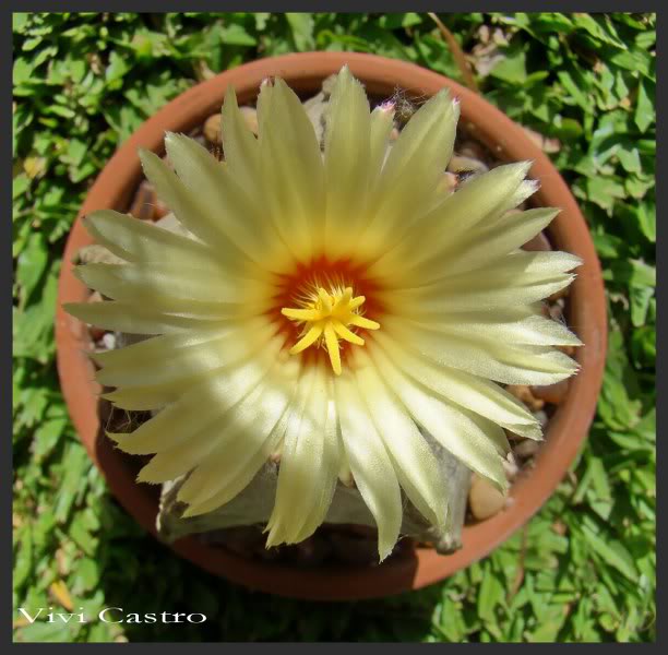 Astrophytumcoahuilense6.jpg