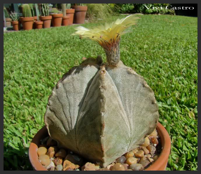 Astrophytumcoahuilense8.jpg