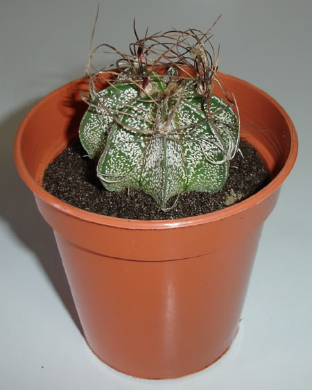 astrophytumcrassispinoides03_2008.jpg