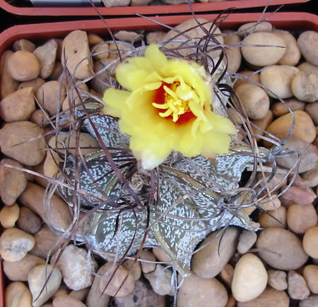 astrophytumcrassispinum06_2008.jpg