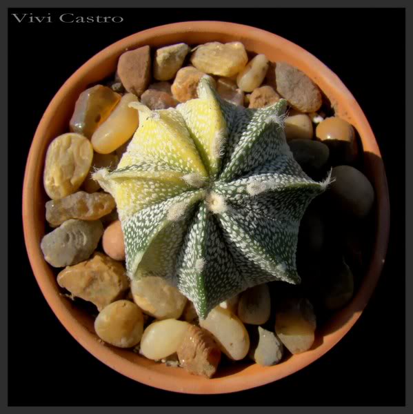 Astrophytumhbridovariegado.jpg
