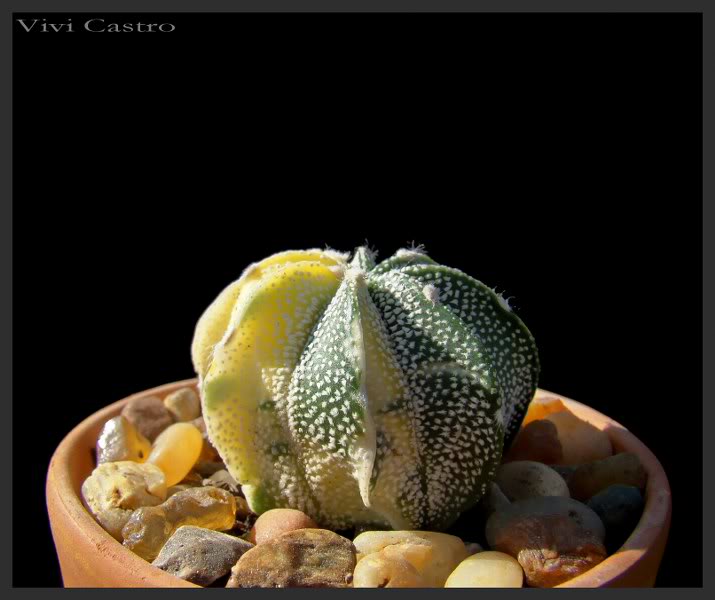Astrophytumhbridovariegado2.jpg