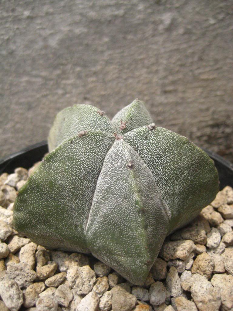 astrophytummyriostigma.jpg