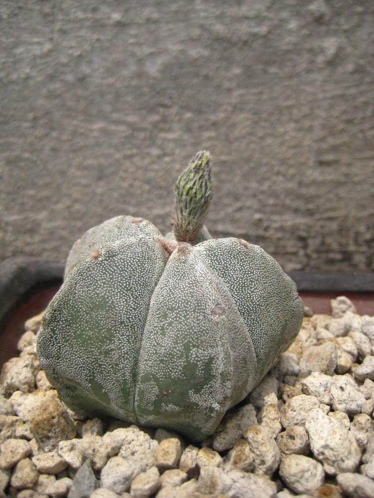 astrophytummyriostigma2.jpg