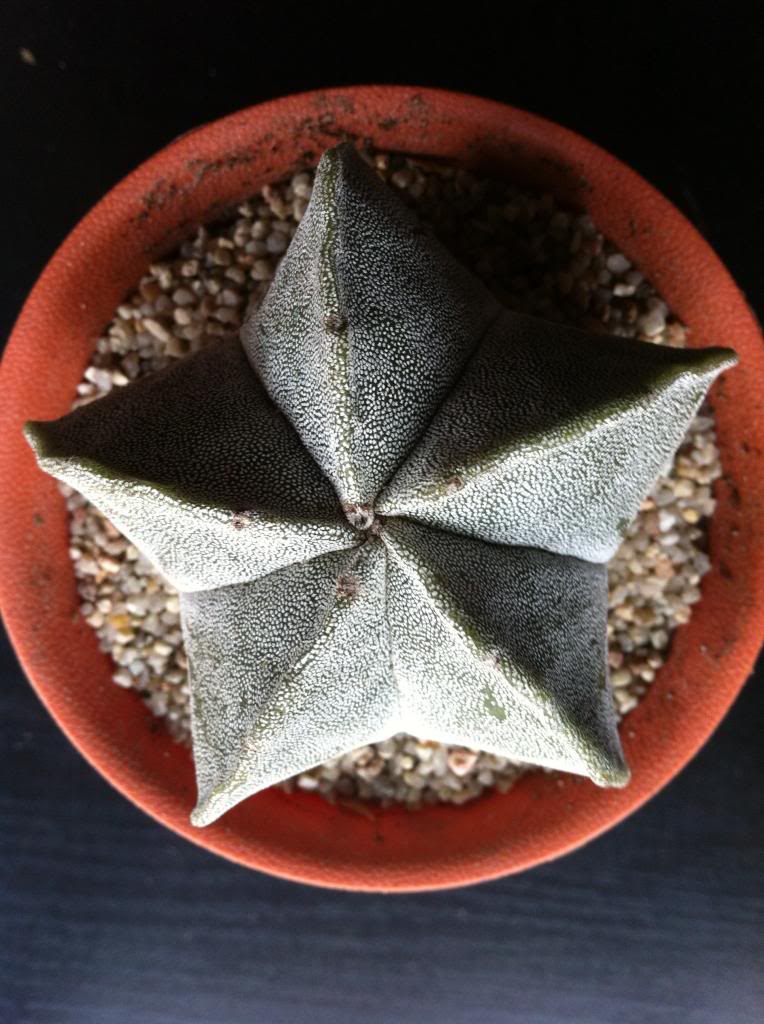 astrophytummyriostigma_zps7a27bf69.jpg