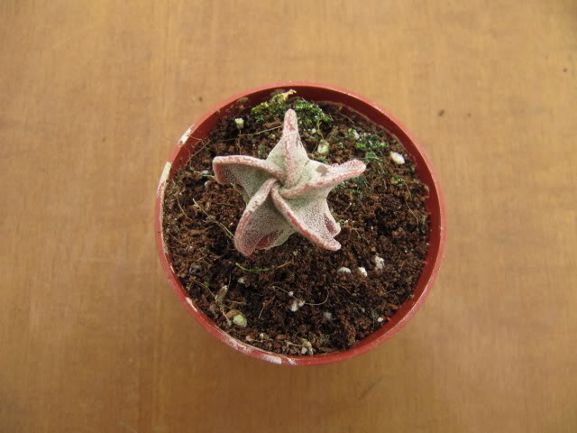 Astrophytummyriostigmarojo1.jpg