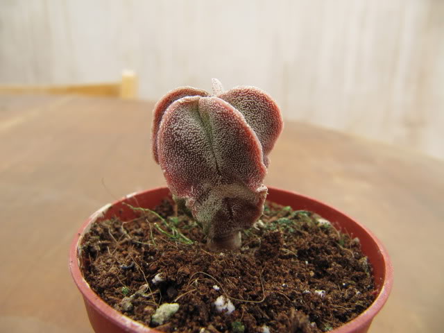 Astrophytummyriostigmarojo2.jpg