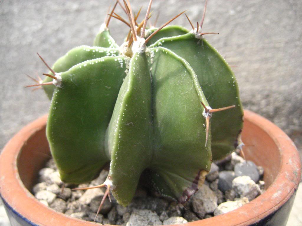 astrophytumornatum.jpg