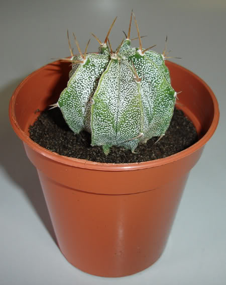 astrophytumornatum03_2008.jpg