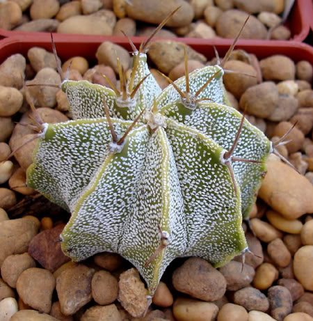 astrophytumornatum06_2008.jpg