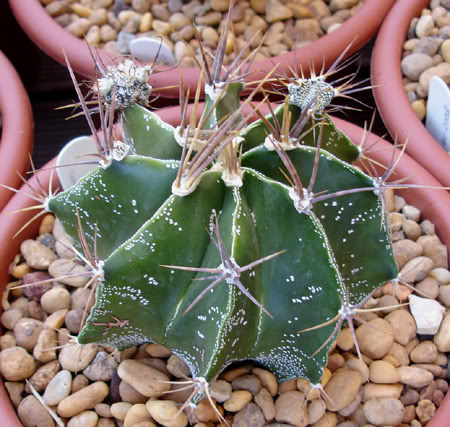 astrophytumornatum07_2008a.jpg