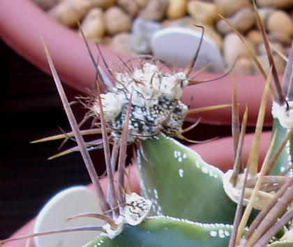 astrophytumornatum07_2008c.jpg