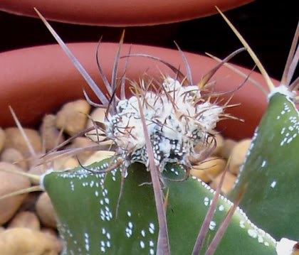 astrophytumornatum07_2008d.jpg