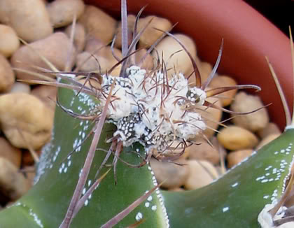 astrophytumornatum07_2008e.jpg