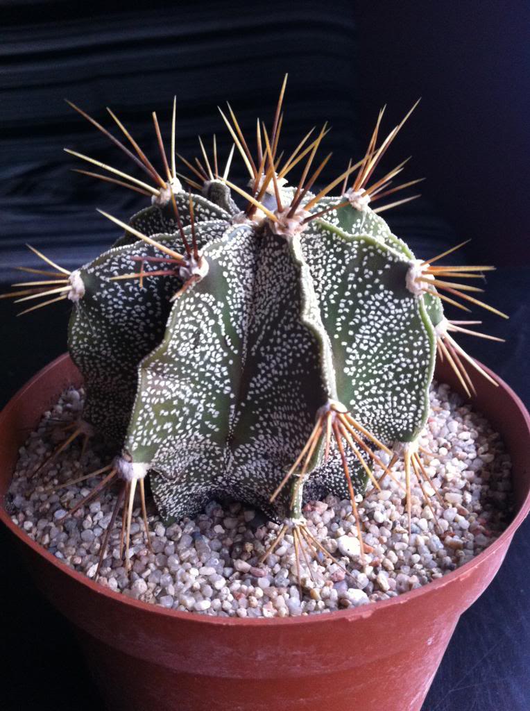 astrophytumornatum2_zpsec9a2ce1.jpg