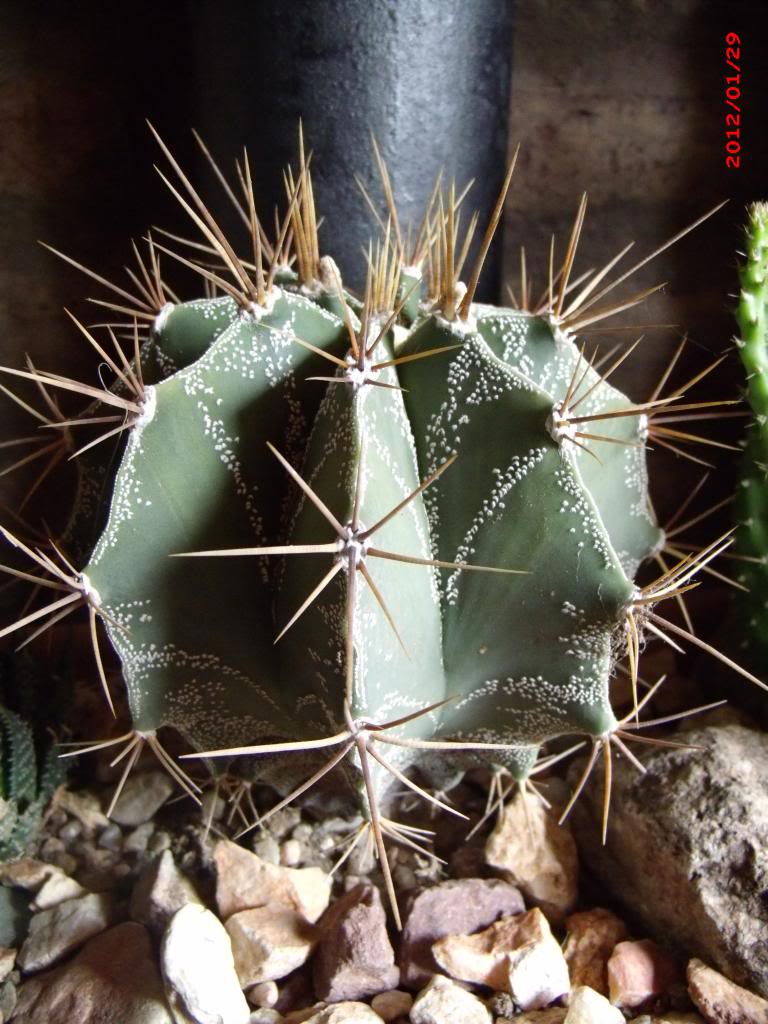 Astrophytumornatum_zps00d932bf.jpg
