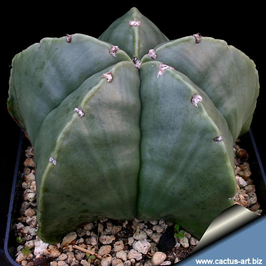 Astrophyum_myryostigma_potosinum_nudum_540.jpg
