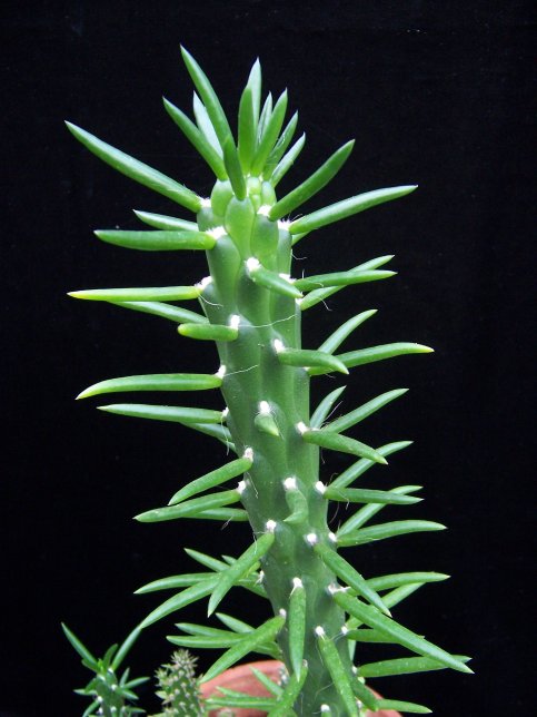asubulata.jpg