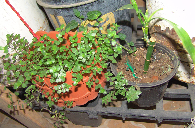 atras-en-el-patio.jpg
