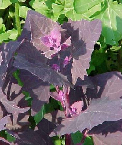 atriplex-hortensis3.jpg