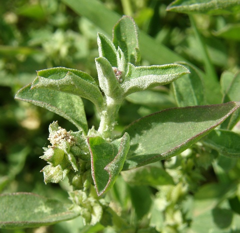 atriplex_suberecta2.jpg