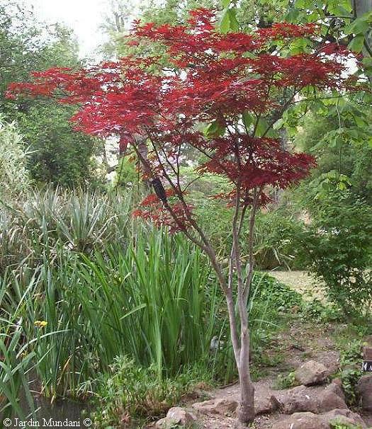 atropurpurea.jpg
