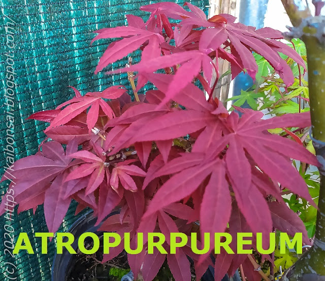 ATROPURPUREUM.jpg