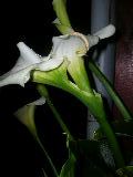 attachment.php?attachmentid=11418&stc=1&d=1159845396.jpg