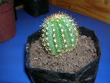 attachment.php?attachmentid=11633&stc=1&d=1159927783.jpg