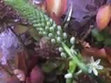 attachment.php?attachmentid=16138&stc=1&d=1162674839.jpg
