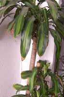 attachment.php?attachmentid=26344&stc=1&d=1169654231.jpg